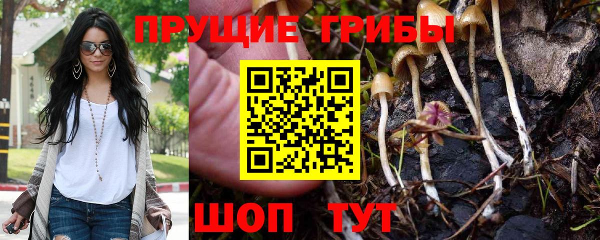 Псилоцибиновые грибы Cubensis Дзержинский